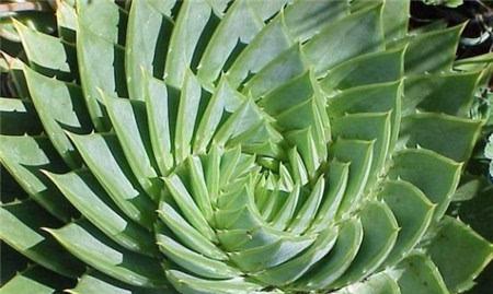 芦荟（科学揭秘，探究芦荟的烹饪方式，一探到底）