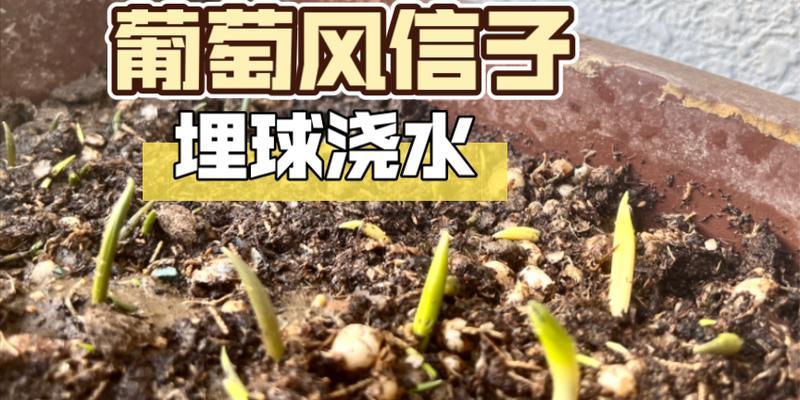 风信子种植的浇水技巧（春天来了，你的风信子需要什么样的水？）