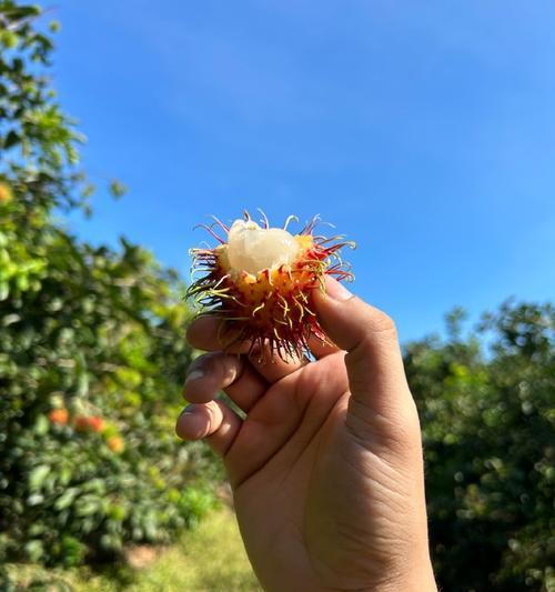 红毛丹果核能否食用的真相（探究红毛丹核的营养价值与潜在风险）