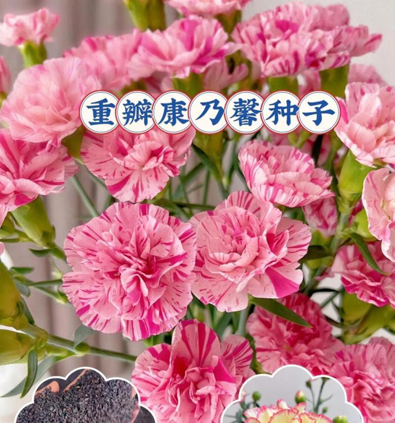 康乃馨如何开花后处理（康乃馨的养护知识）