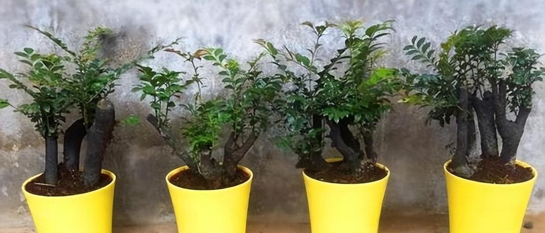 小叶紫檀真的有香味吗？（揭开小叶紫檀香味的真相｜小叶紫檀的独特气味到底是什么？）
