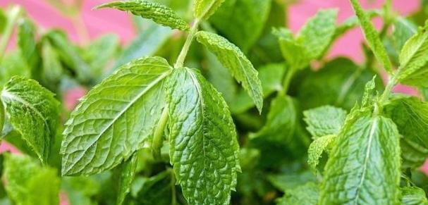 探究香草的生长周期（从种植到采摘，了解香草的成长历程）