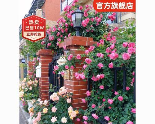 蔷薇月季开花的时间和次数（了解花期，让你的月季更美）