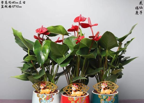 红掌开花后的处理方法（如何让红掌长久地美丽绽放？）