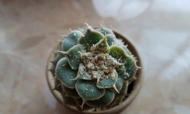 如何有效防治多肉长虫子（家中多肉植物遭遇长虫子怎么办，一起来学习吧！）