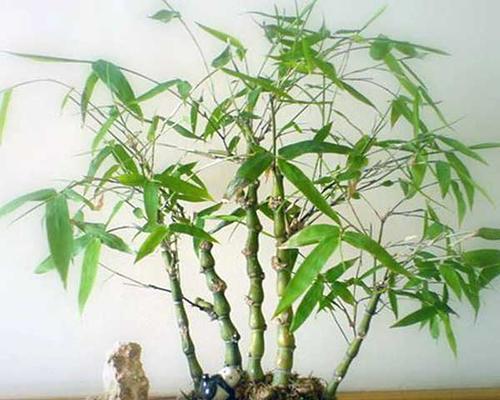 佛肚竹的盆栽方法（打造最适合佛肚竹生长的盆栽环境）