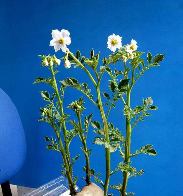 土豆的水养方法（简单易行的土豆种植技巧）
