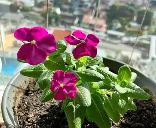 如何正确使用河水浇花？（用河水浇花的优缺点分析）