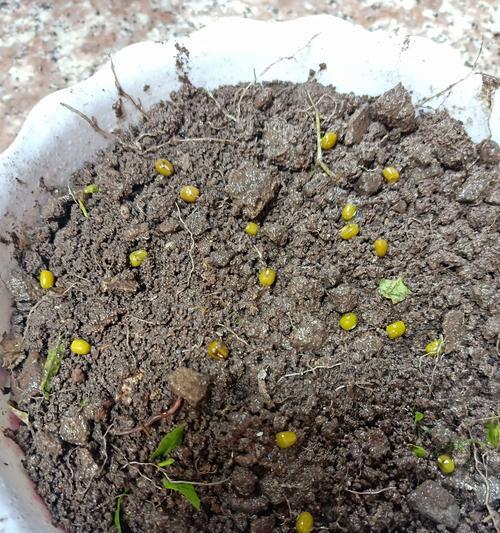 绿豆种植秘籍（从土壤到收获，让你轻松种出优质绿豆）
