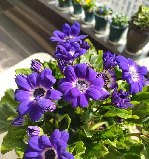 瓜叶菊的开花频率（探究瓜叶菊的花期规律）