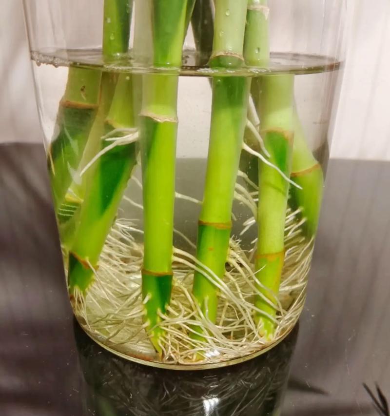 代表财富与好运的植物（探究五种代表财富与好运的植物及其含义）