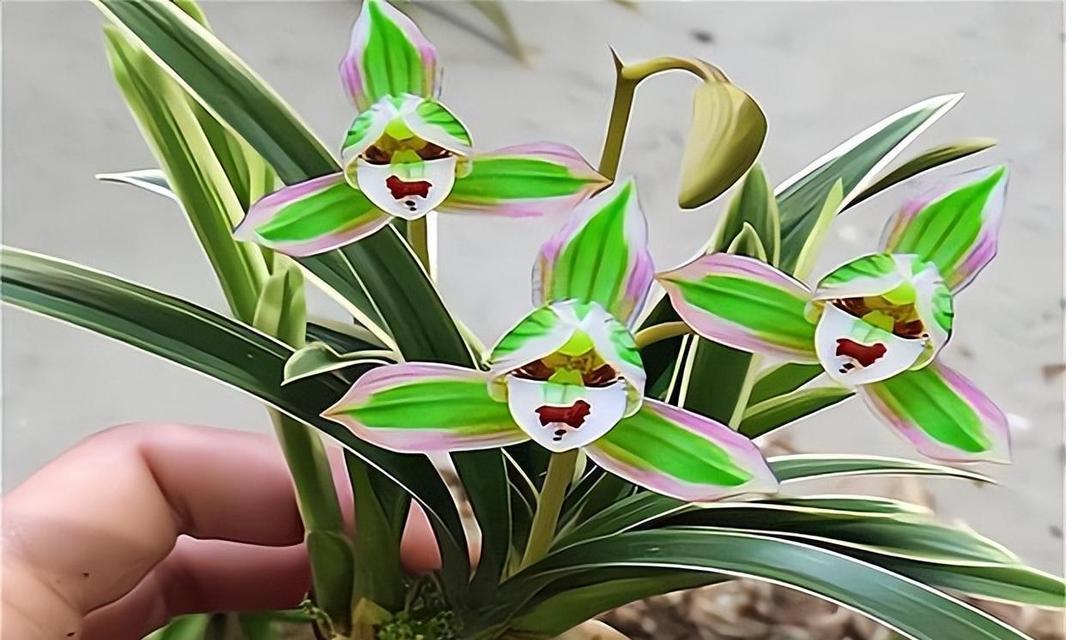 七彩缤纷的兰花世界（探秘兰花世界，颜色是主角）