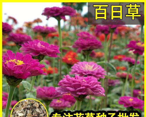 硫华菊——多年生植物的优雅之选（了解硫华菊的特点及栽培技巧）