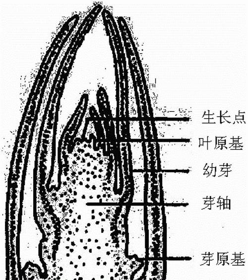 鲜石斛种植技术与方法（打造高产高质的鲜石斛种植园）