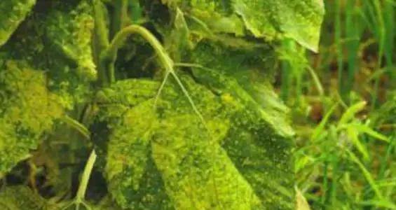 油麦菜病虫害防治技术与方法（掌握病虫害预防，提高油麦菜品质）