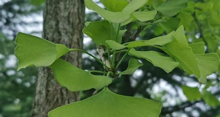 柳树——常绿还是落叶？（破解柳树是否常绿的谜团，科学探究柳树生长特征）