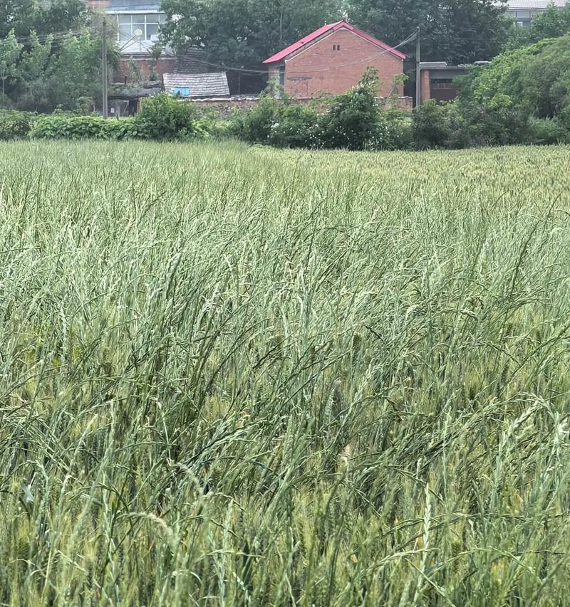 探秘麦子的生长过程（从种植到收割，麦子生长的全过程）