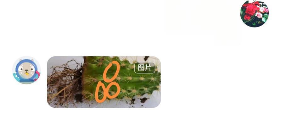 仙人掌浇水全攻略（掌握浇水要领，让仙人掌更健康）