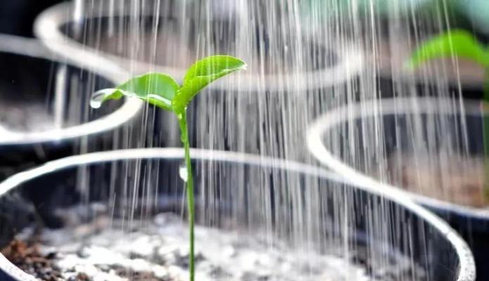 软水浇花的正确方法（软水浇花的优缺点及注意事项）