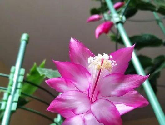 秋季养护蟹爪兰，让花开更美（室内养护技巧，肥料用量要点，温度和湿度掌控）