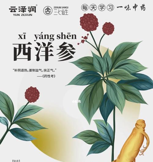 解密西洋参（每天适量食用，让你更健康）