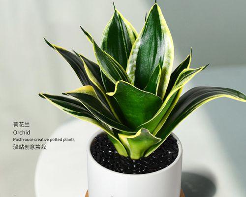 虎皮兰能否有效净化室内空气？（揭秘虎皮兰对空气污染物的净化效果和吸甲醛能力）