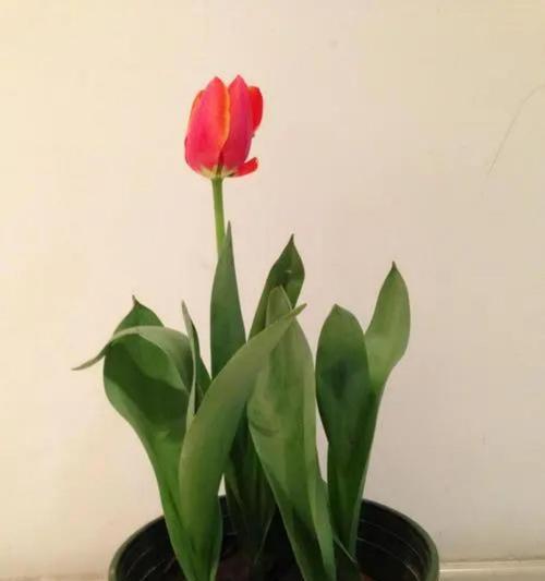 在家也可以种植郁金香！（用一盆土，享受繁花似锦的美好时光）