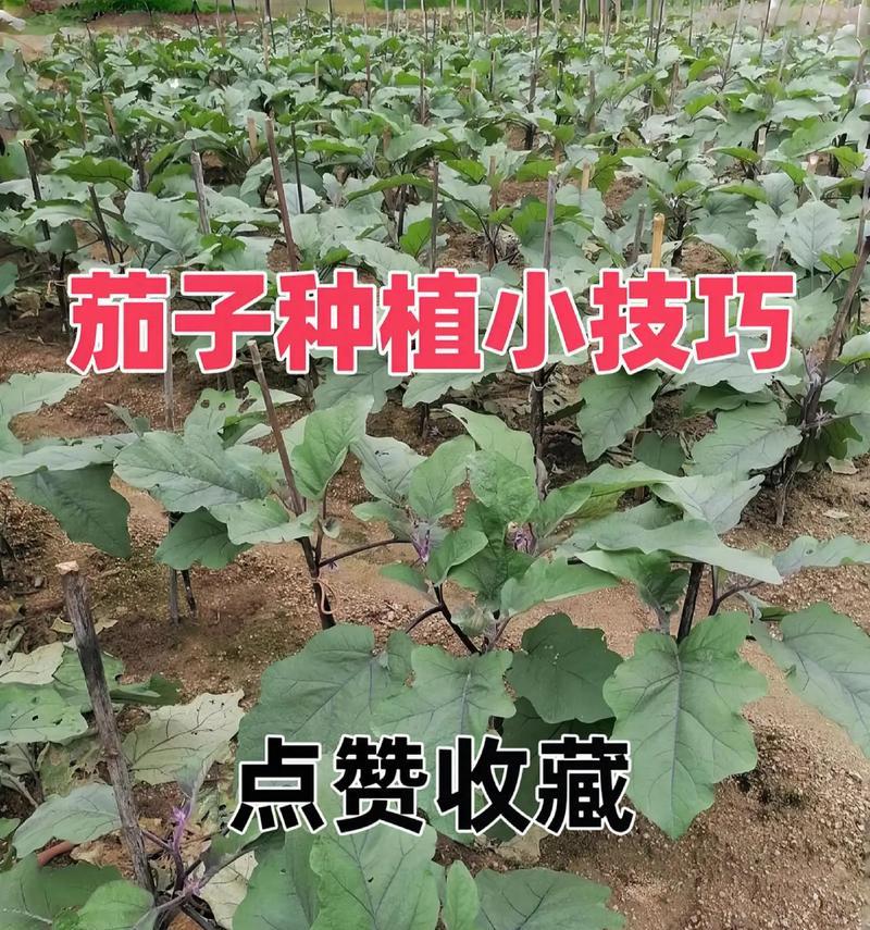 茄子种植周期及栽种时间规律（每年可种植几次？一年四季都能种吗？）