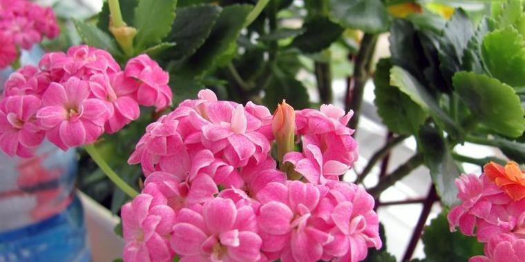 如何正确地进行长寿花芽接？（最佳接枝时间与技术方法）