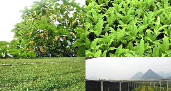 冬季浇水技巧——怎样给桂花浇水？（保证桂花健康生长的关键在于正确的浇水方法）