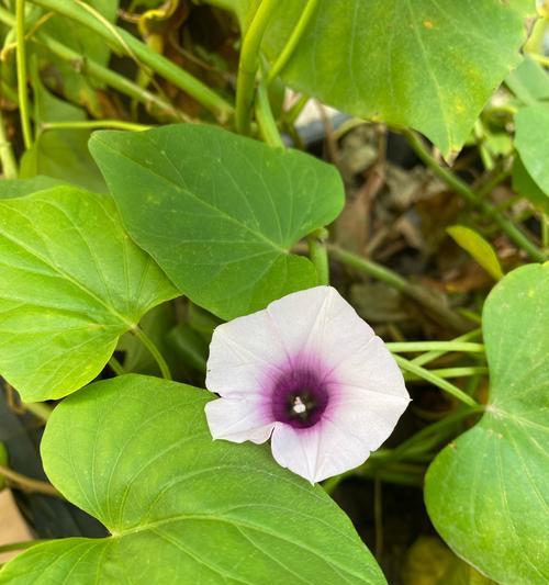 地瓜开花的原因和意义（探究地瓜开花的生物学特性及种植技巧）