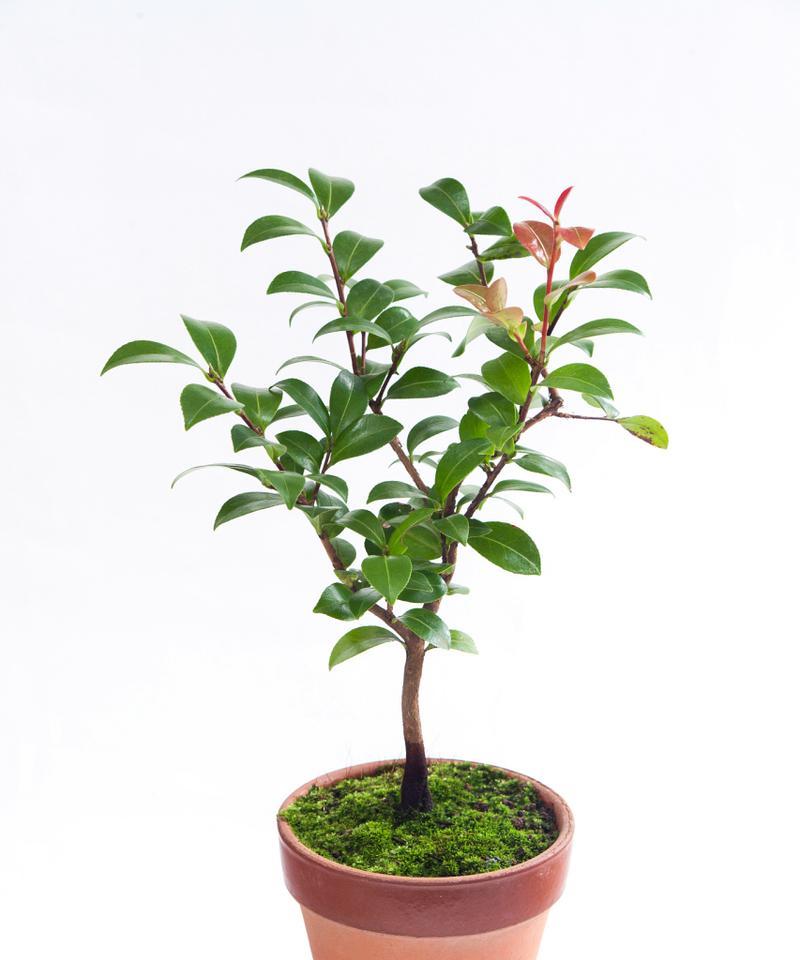 茶花是被子植物吗？（探究茶花的分类及特征）