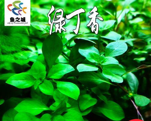 绿菊怎么养长？一篇详细指南（从土壤到日照，这些养护技巧让你的绿菊茁壮成长）