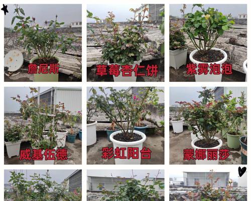 火龙果月季，不一样的花园新秀（探究火龙果月季的花形、生长特点及栽培技巧）