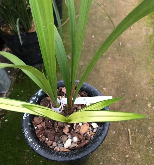 解决兰草花叶子发黄的问题（兰草怎么办？解决方法汇总）