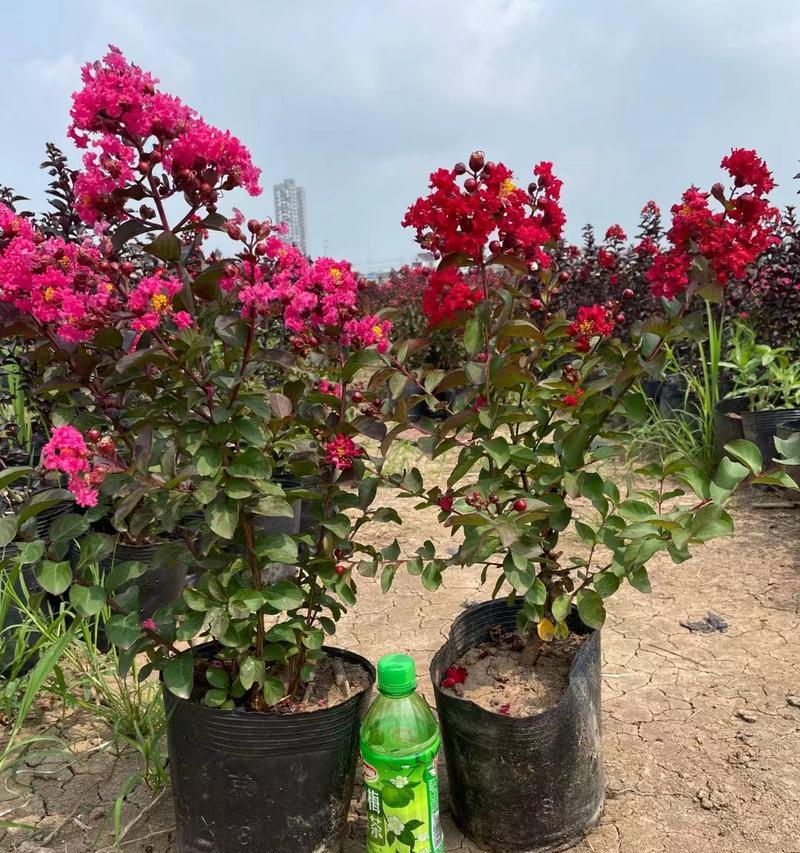 芭蕉树究竟是草本还是木本？（探寻芭蕉树的真正身份，揭秘其生长习性及特点。）