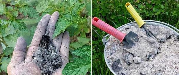 小苏打水浇花有哪些好处？（探究小苏打水在花卉生长中的应用）