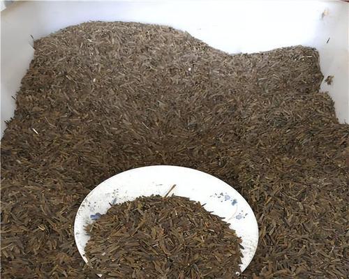 大丽花种子种植全攻略（详细介绍大丽花种子的选购、保存与繁殖，带你轻松打造美丽花园）
