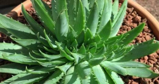 芦荟的养殖技巧——水培法（从栽种到收获，掌握这些方法让你轻松种出健康的芦荟）