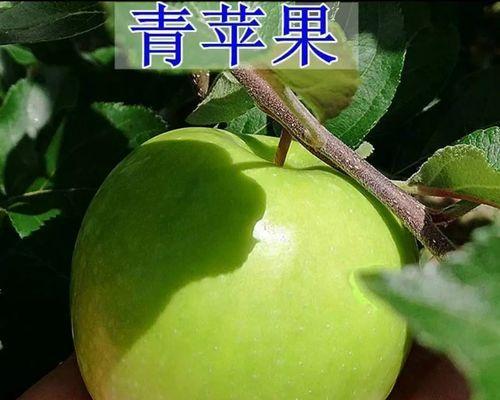如何提高苹果树嫁接成活率？（掌握这些技巧，让你的苹果树繁花似锦）