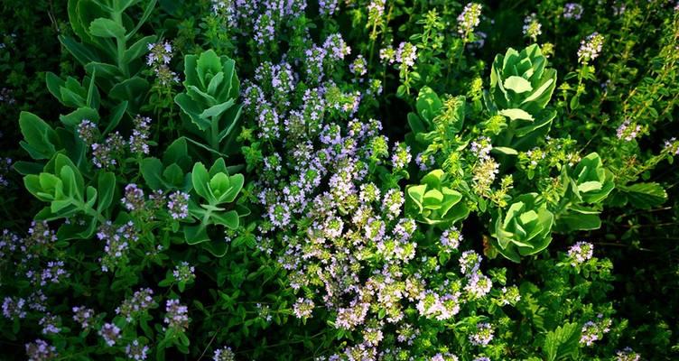 百里香的种植全指南（种植时间、方法、注意事项、收割期详解）