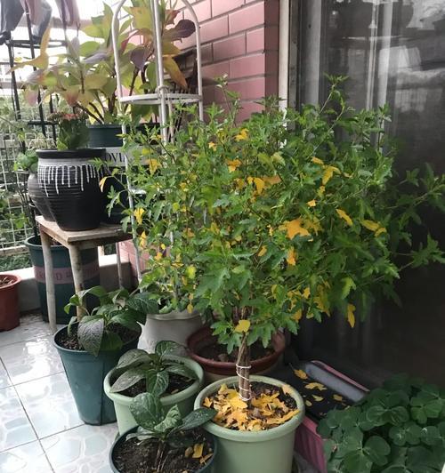小木槿的冬季养护技巧（保护小木槿安全过冬，让春天更美丽）