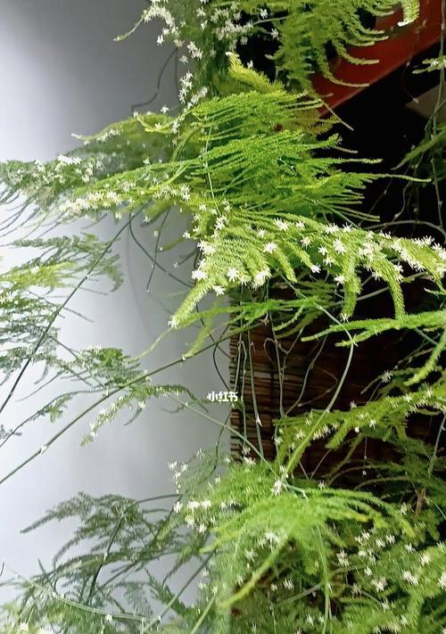 文竹开花的秘密（养护技巧和开花时间）