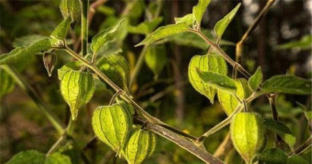 灯笼果种植全攻略（种植时间、栽培管理技术，一文搞定！）