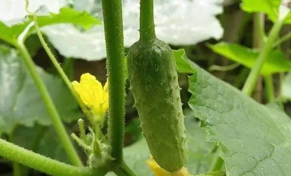 黄瓜怎么打药才能长得好又高产？（掌握这些技巧，让你的黄瓜生长茁壮！）