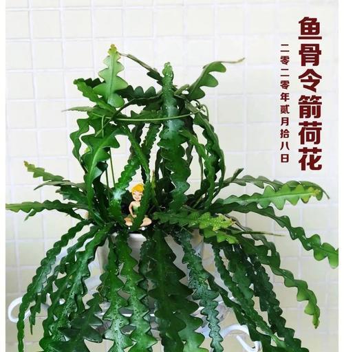鱼骨令箭荷花的养殖方法与注意事项（打造水中花园，培育多彩水生植物）