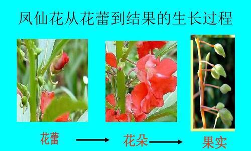 凤仙花一年开几次花？（探究凤仙花的开花周期与护理方法）
