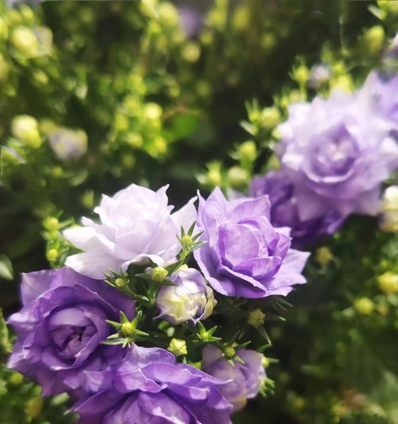 风铃花是多年生植物吗？（揭开风铃花的生长秘密）