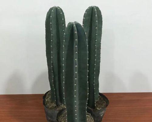 仙人掌肥料的选择（从种类到使用，让你轻松养护仙人掌）