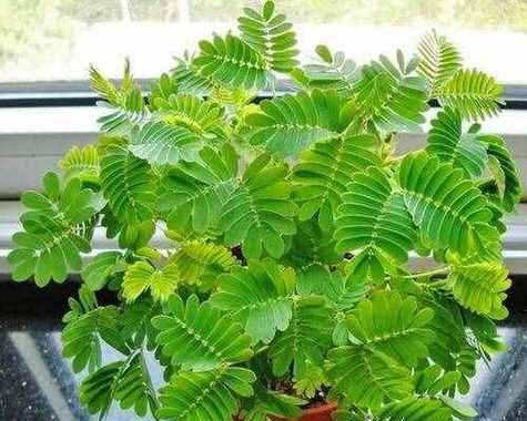 含羞草为什么怕晒太阳？——探究含羞草的生理特点
